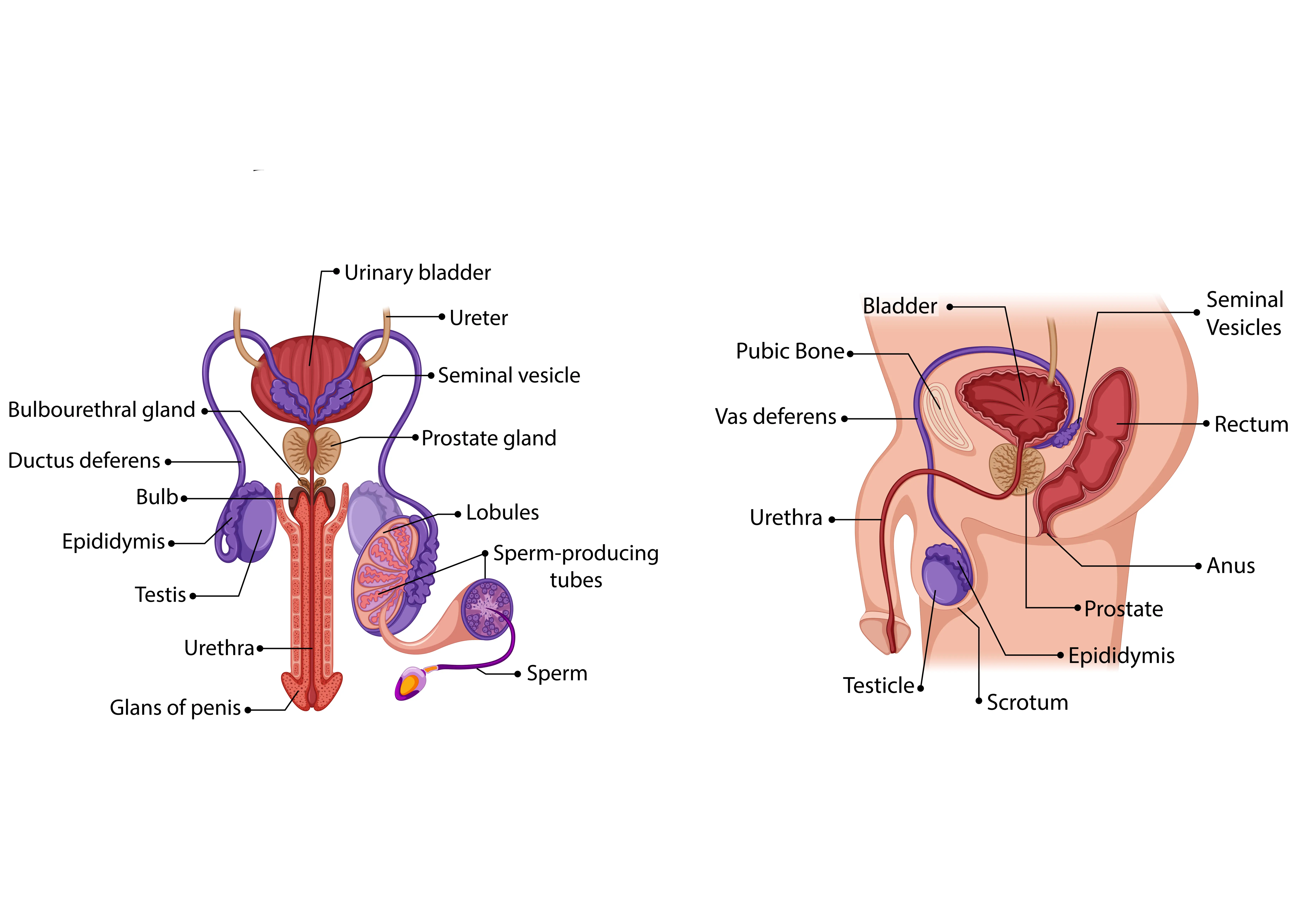 know_your_body_1